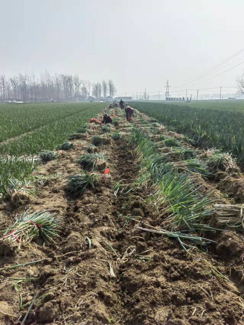 正宗天然新鲜大葱产地发货
