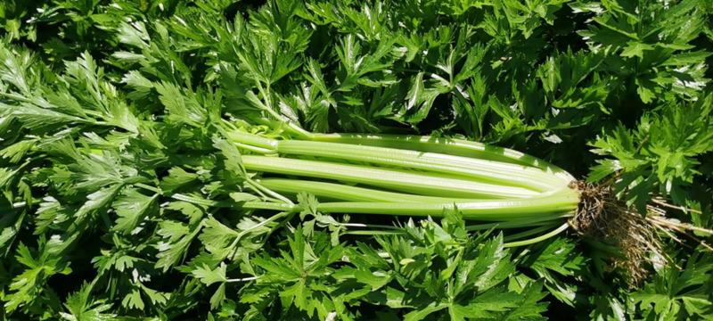 正品保障芹菜一件代发全网低价