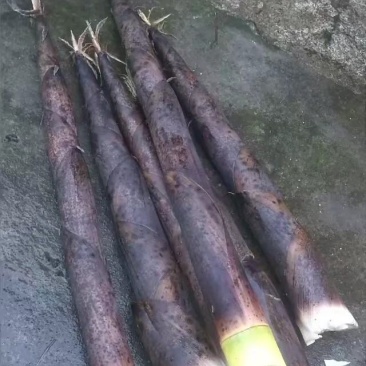 正品竹笋厂家直销支持拿样