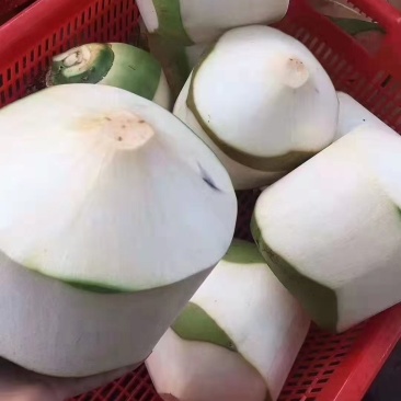 椰子正品保障长期有货