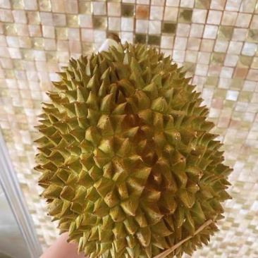 应季榴莲欢迎电话咨询