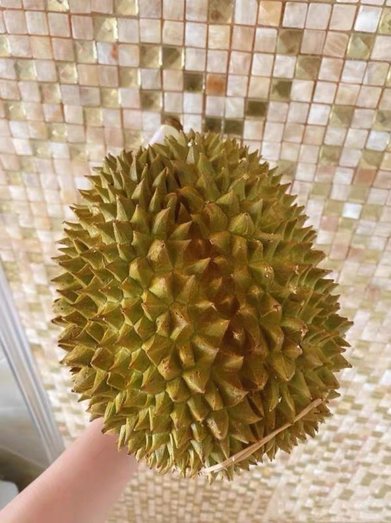 应季榴莲欢迎电话咨询