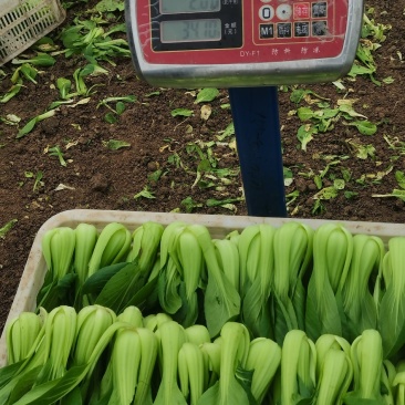 规格齐全油菜保质保量价格美丽下单秒发