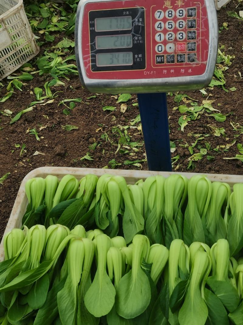 规格齐全油菜保质保量价格美丽下单秒发