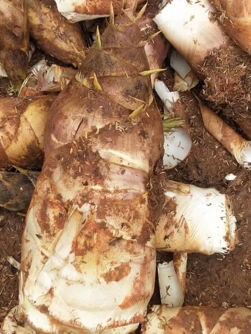 规格齐全竹笋保质保量价格美丽订多包送