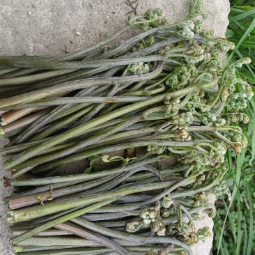 天然新鲜蕨菜长期供应欢迎咨询