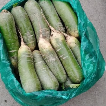 正宗萝卜长期供应欢迎咨询