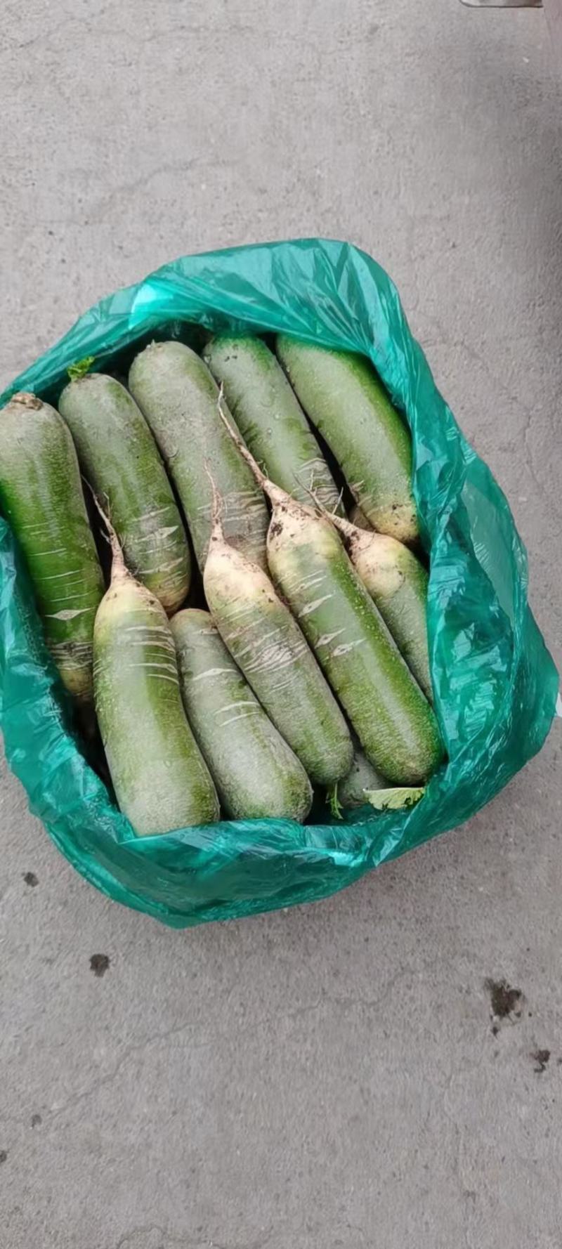 正宗萝卜长期供应欢迎咨询