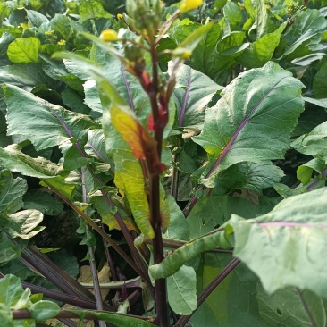 天然新鲜菜苔厂家直销全网低价