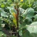 天然新鲜菜苔厂家直销全网低价