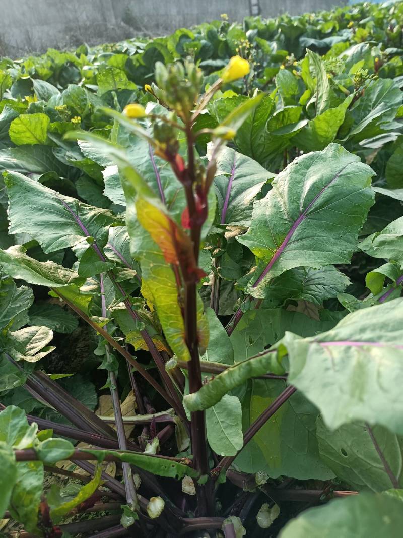 天然新鲜菜苔厂家直销全网低价