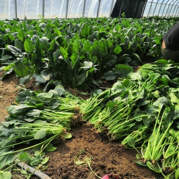 正品菠菜厂家直销价格美丽支持拿样