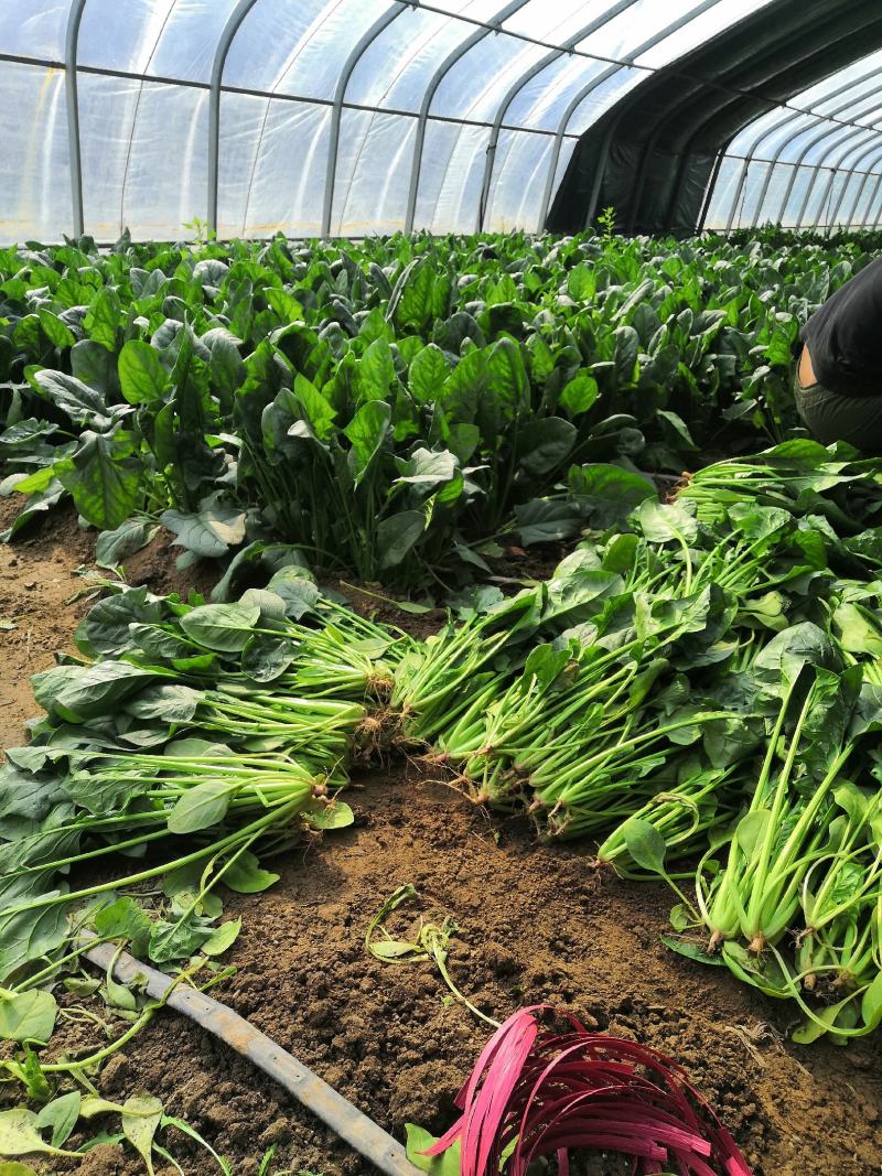 正品菠菜厂家直销价格美丽支持拿样