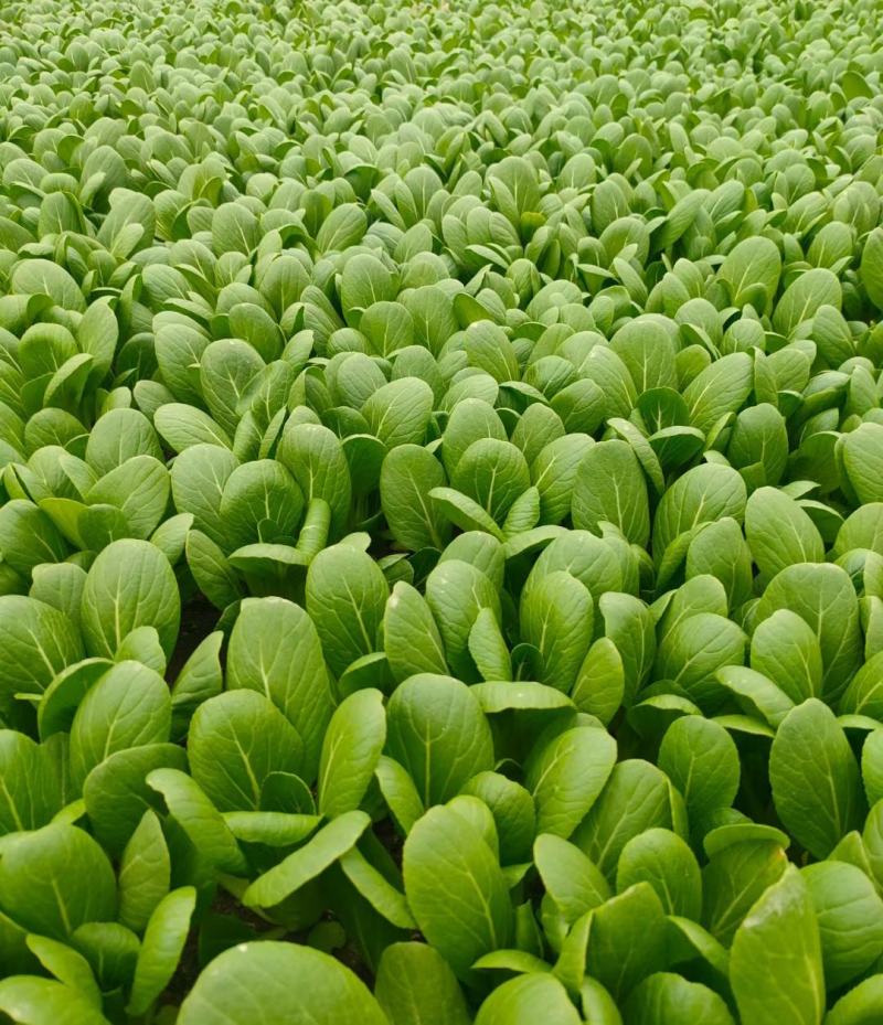 ***油菜正品保障全国供应
