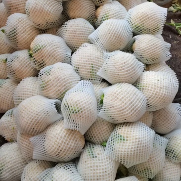 天然新鲜菜花一手货源全网低价