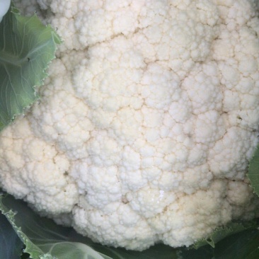 应季菜花现货秒发全国供应中