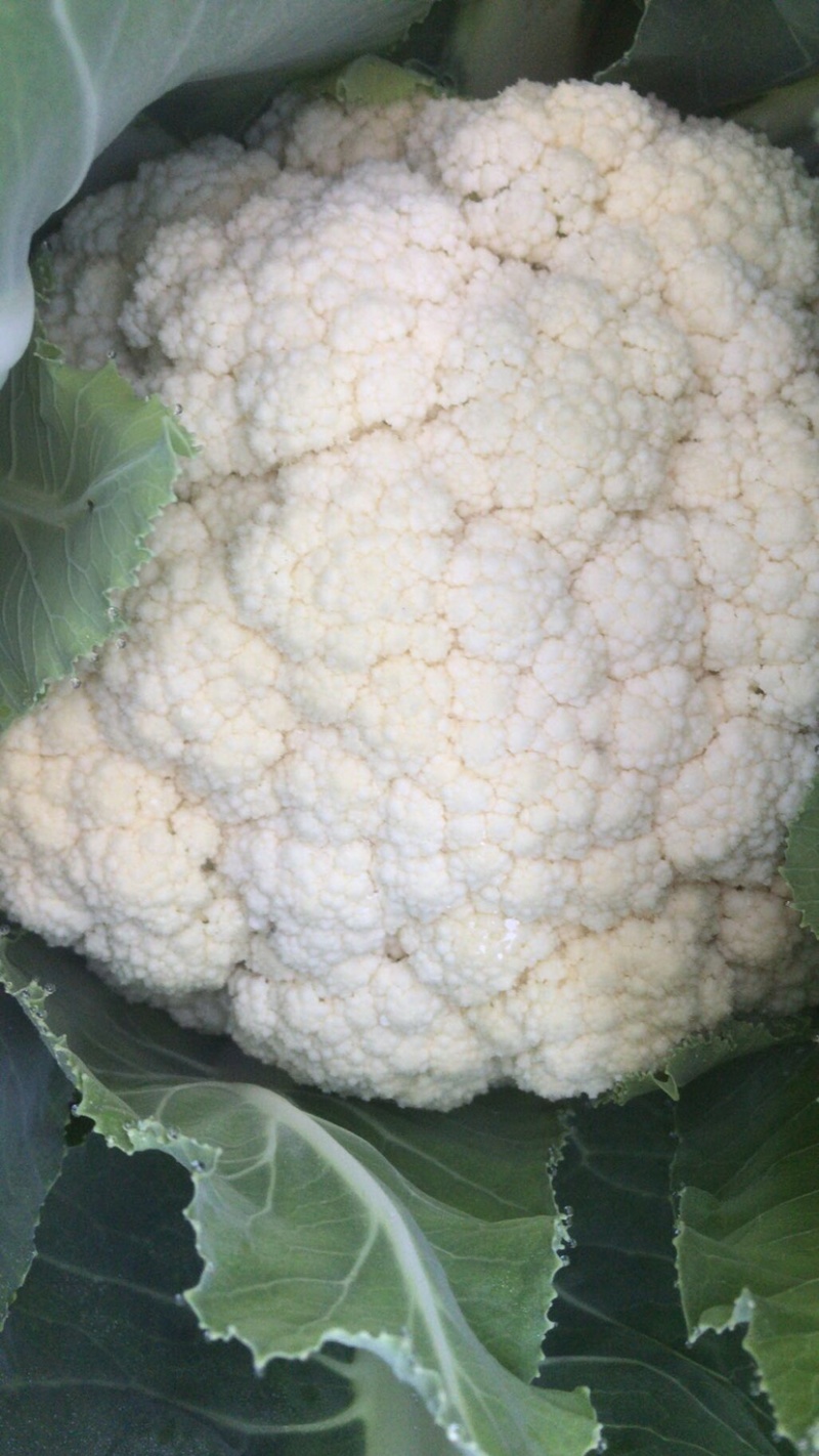 应季菜花现货秒发全国供应中