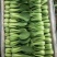 正宗油菜源头供应量大从优