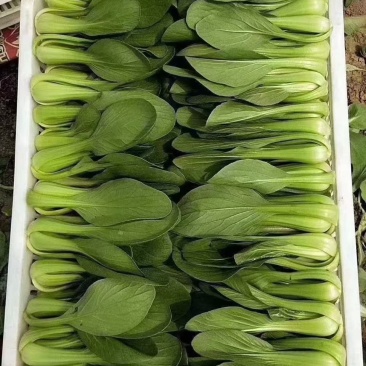 规格齐全油菜价格美丽一手货源