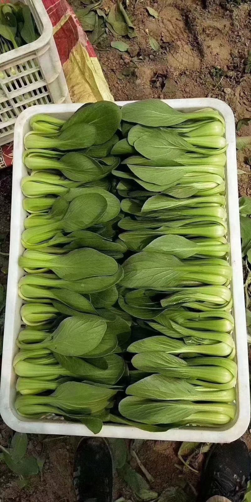 规格齐全油菜价格美丽一手货源