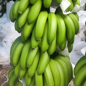 原产地香蕉长期供应量大从优