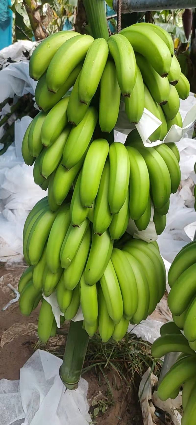 原产地香蕉长期供应量大从优