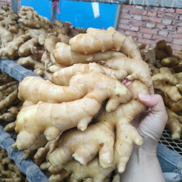 ***生姜长期供应欢迎联系