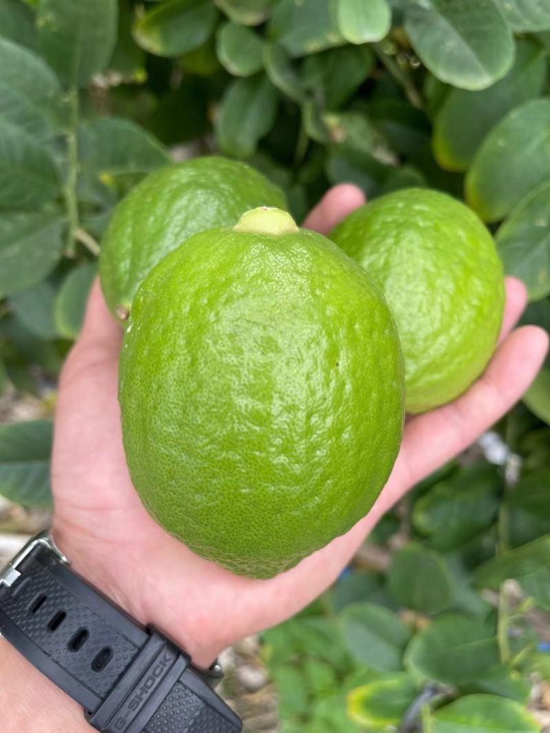 正宗柠檬支持拿样