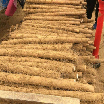 正宗山药产地直发诚信经营