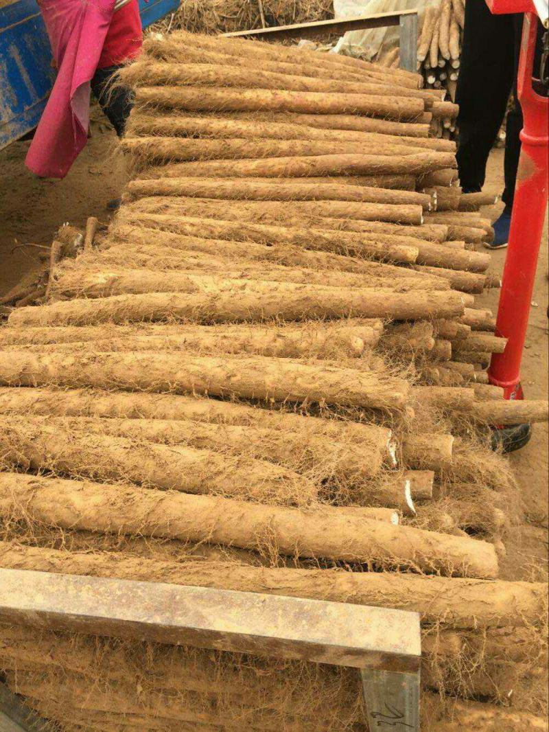 正宗山药产地直发诚信经营