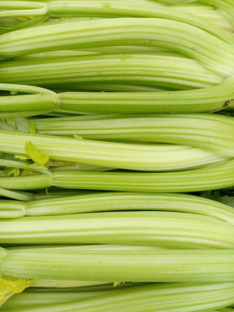 源头供应正宗芹菜电商直供