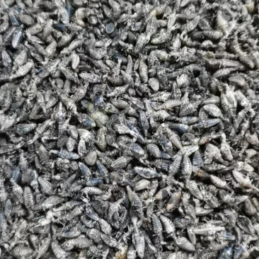 金沙牛