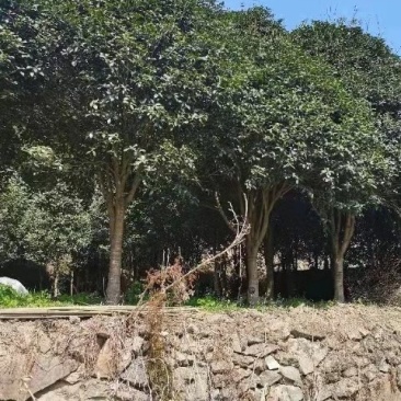 基质育苗桂花树提供技术服务欢迎电话咨询