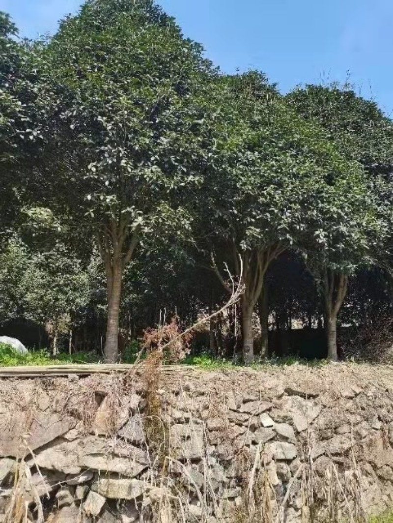 基质育苗桂花树提供技术服务欢迎电话咨询