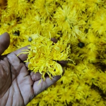 品鉴级茶工厂直销正宗好菊花茶
