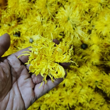正宗货源菊花茶工厂直销品鉴级