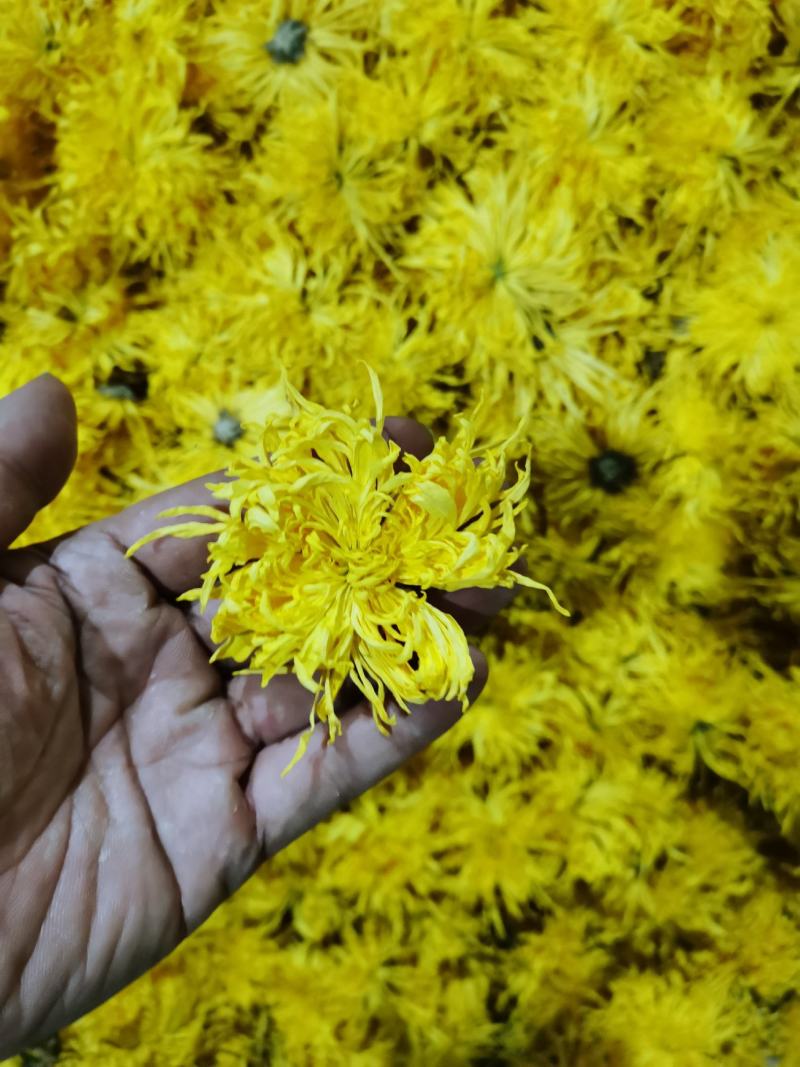 品鉴级茶工厂直销正宗好菊花茶