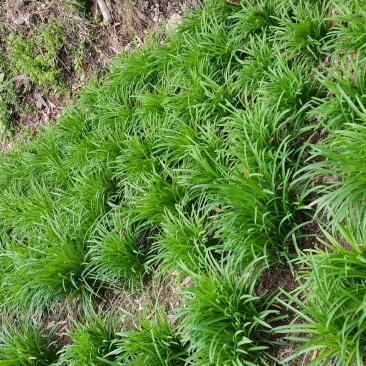 新鲜韭菜产地直发量大从优价格美丽
