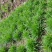 新鲜韭菜产地直发量大从优价格美丽