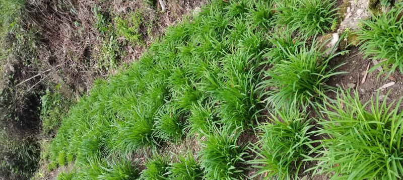 新鲜韭菜产地直发量大从优价格美丽