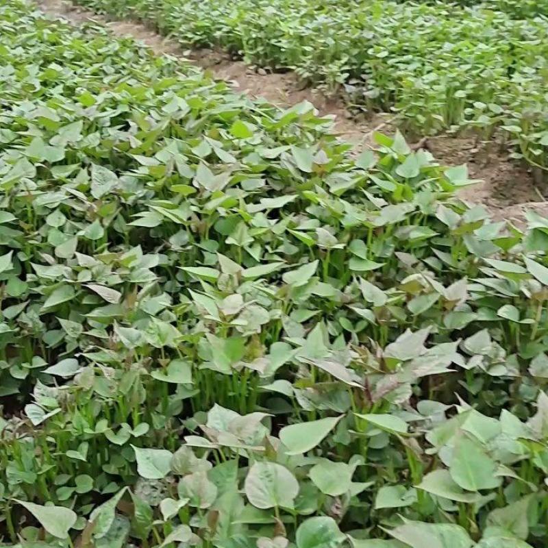 脱毒红薯苗繁育基地，红薯苗，繁育基地大型红薯苗基地