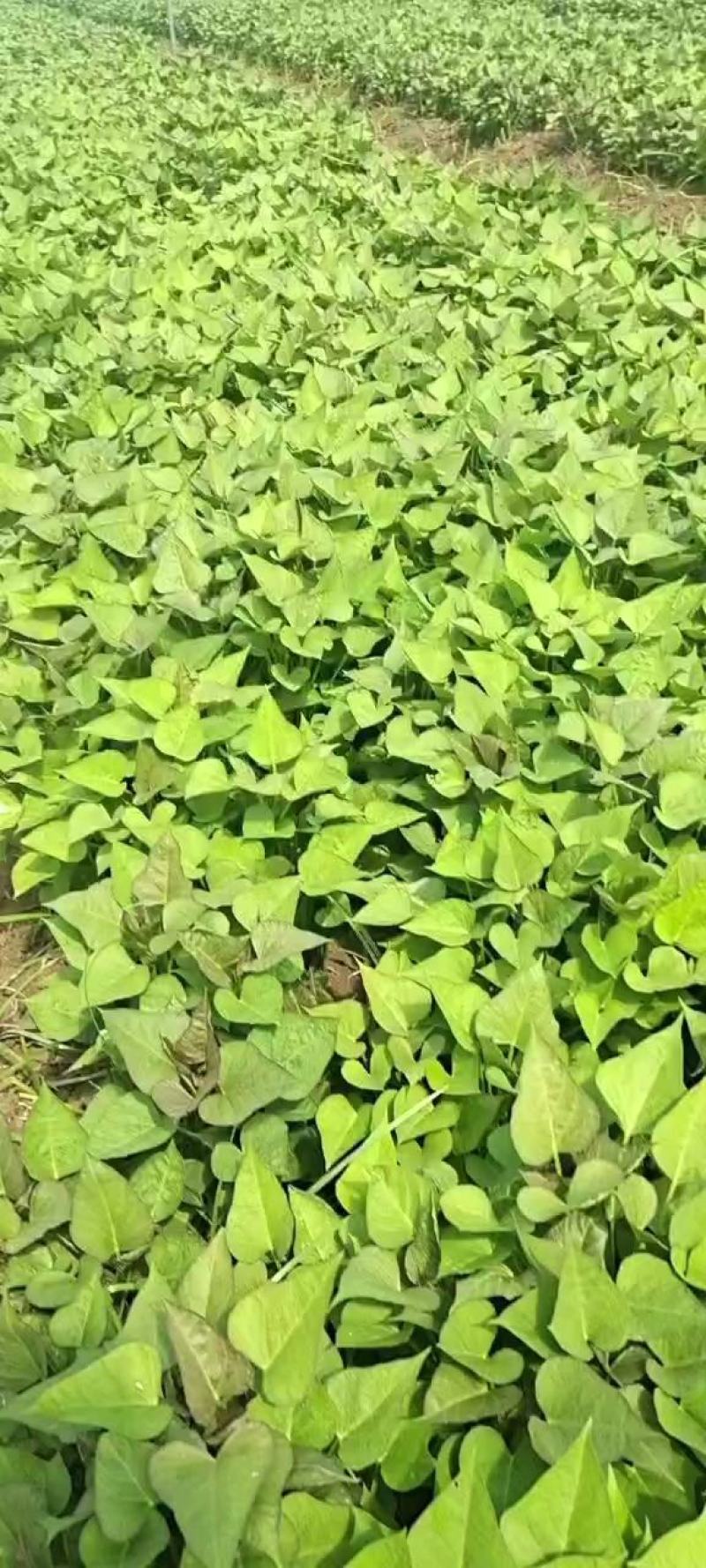 脱毒红薯苗繁育基地，红薯苗，繁育基地大型红薯苗基地