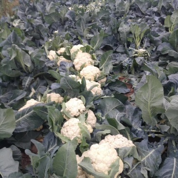 全网低价，正宗菜花产地直发
