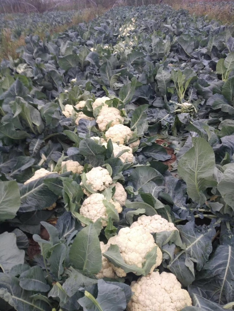 全网低价，正宗菜花产地直发