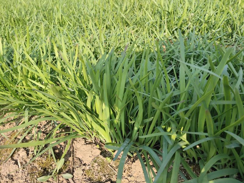 产地直发韭菜新鲜无添加长期供应
