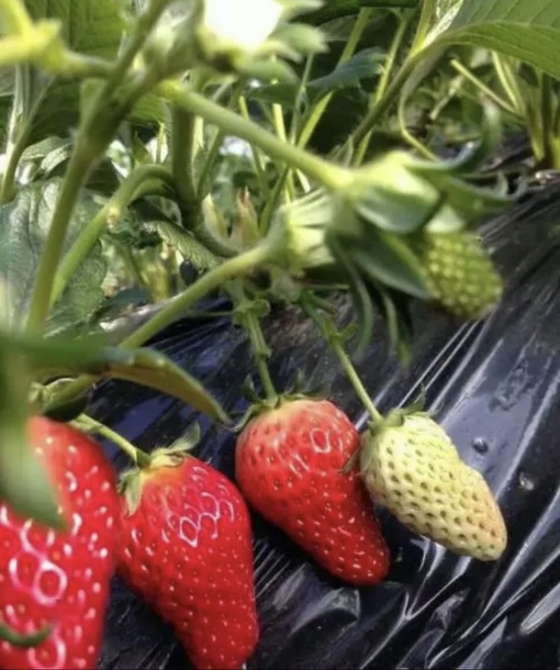 甜度高品质好草莓源头供应