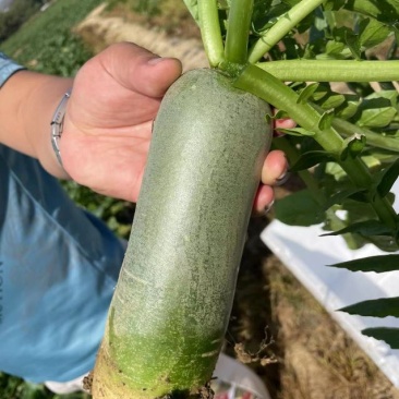 精品萝卜随时有货欢迎联系