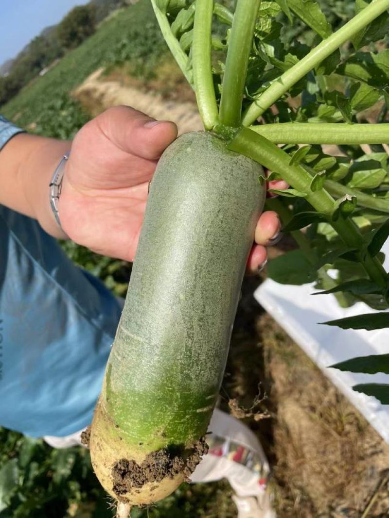 精品萝卜随时有货欢迎联系