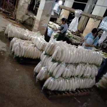 正宗萝卜现货秒发量大从优