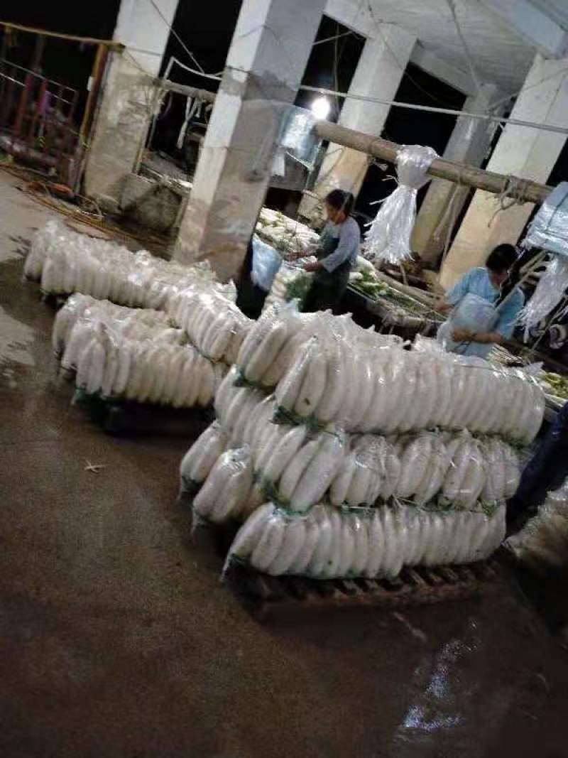 正宗萝卜现货秒发量大从优